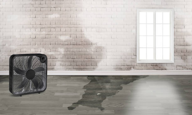 Best Mold removal after water damage  in Henderson, NC